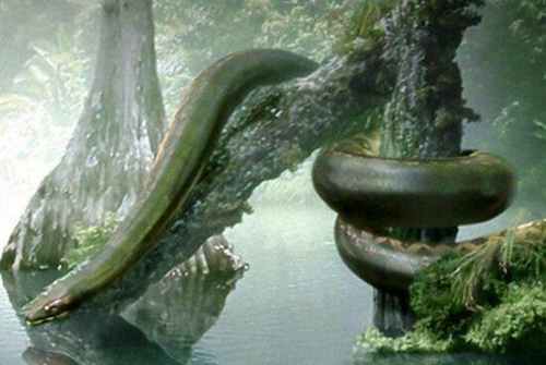 世界上目前发现的最大的蛇：最大的蟒蛇其实就是泰坦巨蟒(6)