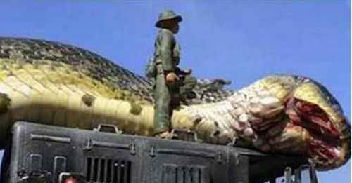 世界上目前发现的最大的蛇：最大的蟒蛇其实就是泰坦巨蟒(7)