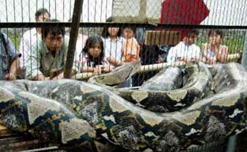 世界上目前发现的最大的蛇：最大的蟒蛇其实就是泰坦巨蟒(8)