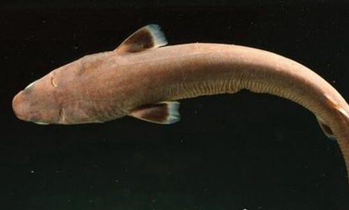 世界上最小的鲨鱼叫什么鲨鱼（硬背侏儒鲨，一般不超过30厘米）(2)