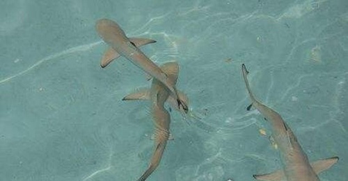世界上最小的鲨鱼叫什么鲨鱼（硬背侏儒鲨，一般不超过30厘米）(5)