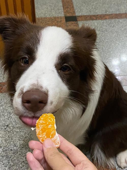幼犬能吃砂糖橘吗(1)