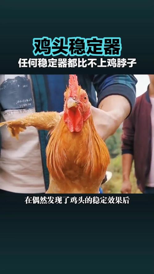 为什么有人说 鸡头 是世界上最稳定的东西(1)