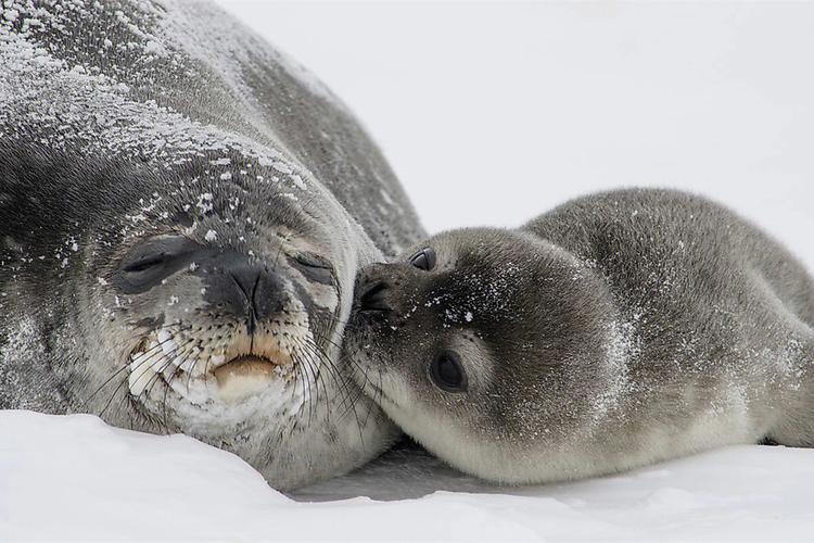 南极的海豹有哪些种类