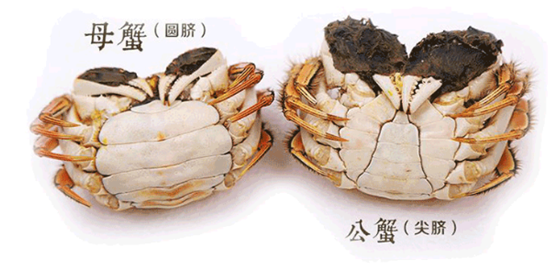 沙蟹和招潮蟹有什么区别(1)