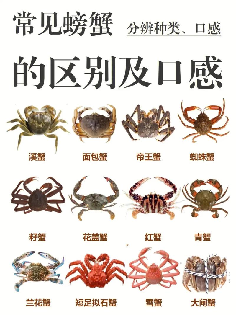 沙蟹和招潮蟹有什么区别(2)