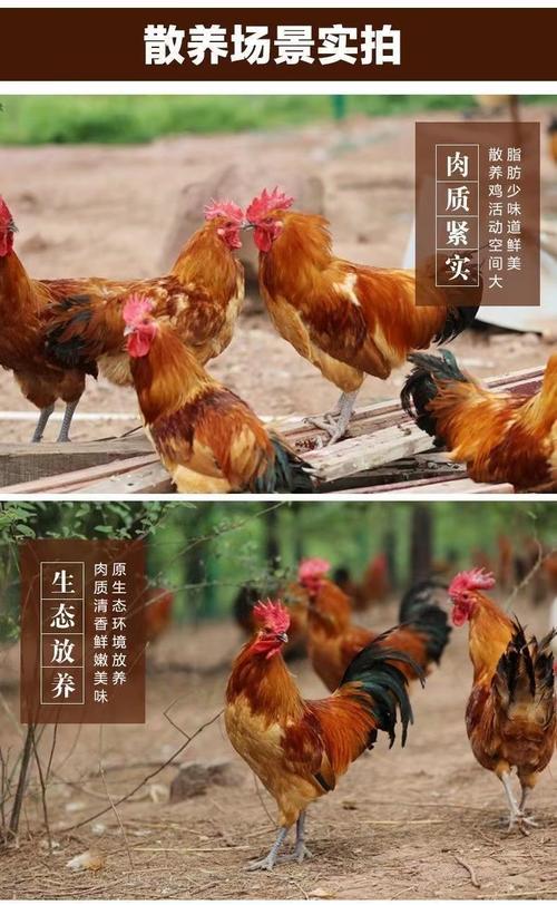 黑腿大公鸡营养价值(1)