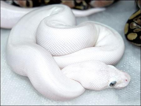 世上有没有全身白色的蛇