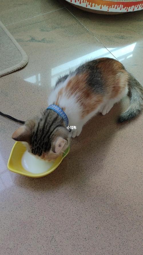 如何喂养猫咪(1)