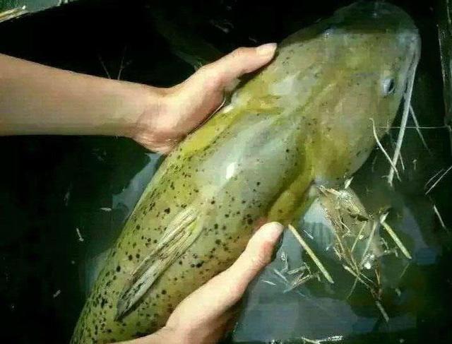淡水麻鱼是保护动物吗