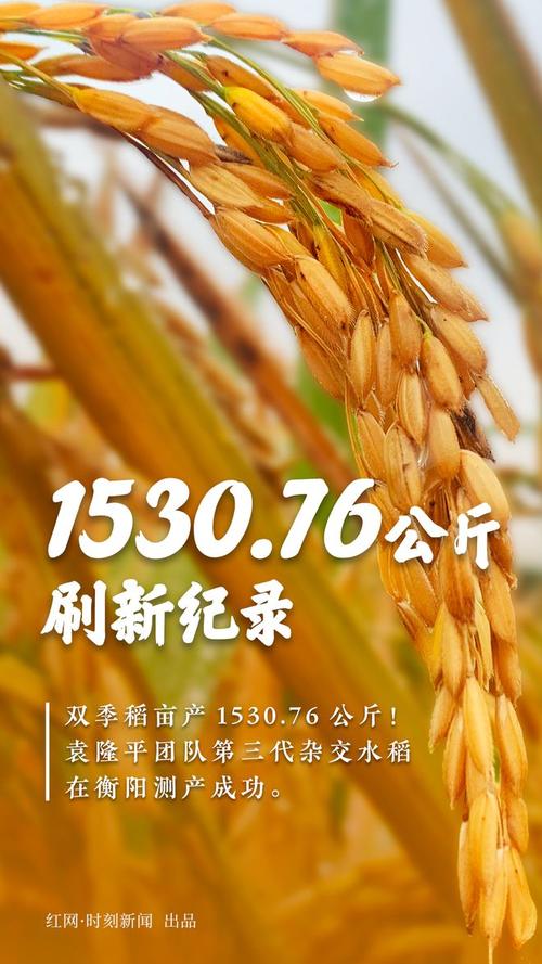 杂交水稻目前实现的最高产量是多少千克