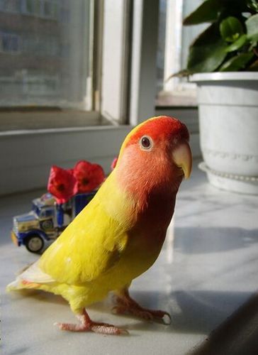 黄桃脸牡丹鹦鹉是保护动物吗(1)