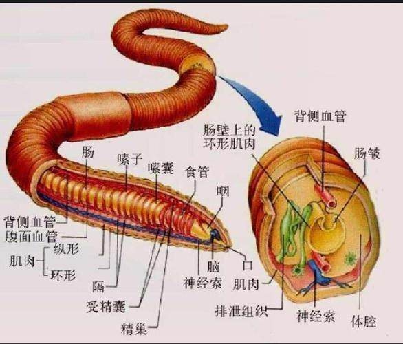 蚯蚓靠什么器官呼吸