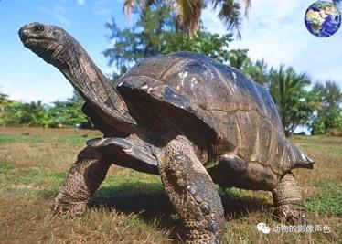 什么龟能活10000年