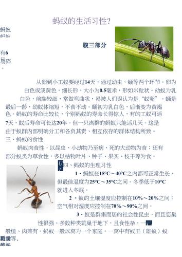 蚂蚁介绍科普(1)
