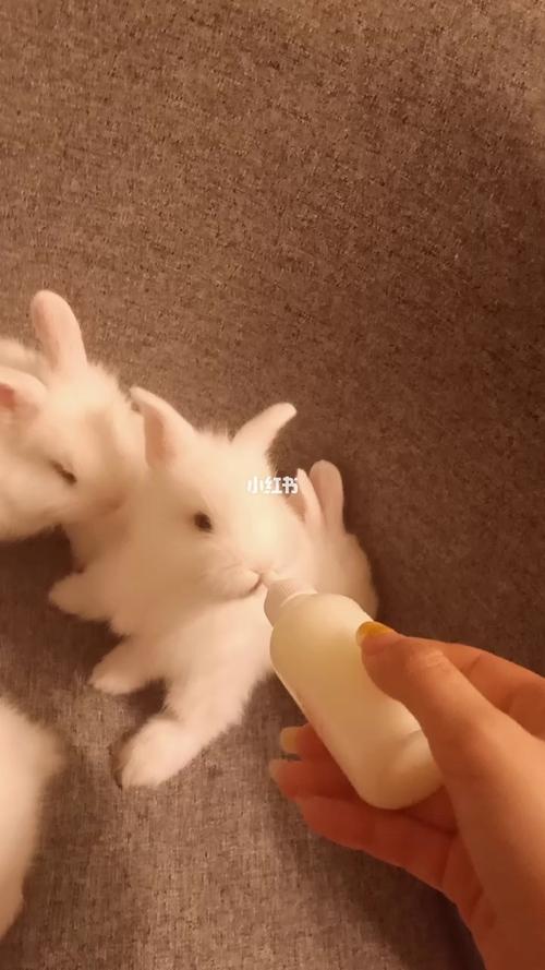 兔子能不能喝牛奶