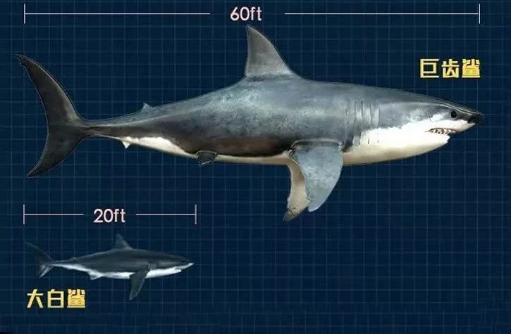 世界上最大的远古巨齿鲨排名