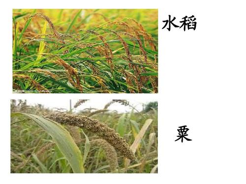 水稻属于什么植物水稻是被子植物还是裸子