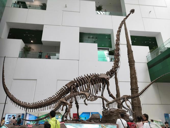 甘肃省地质博物馆的大龙是什么化石