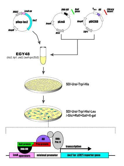 酵母双杂交技术原理和步骤(1)