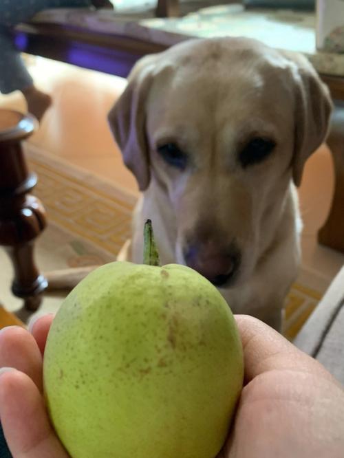 狗狗吃梨的好处