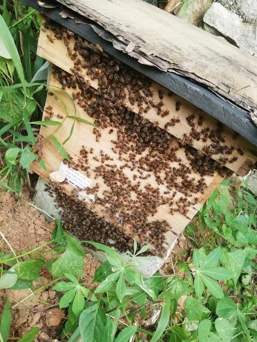 抓侦察蜂放到蜂箱里能诱来蜜蜂吗