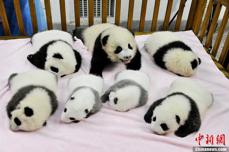 熊猫出生全过程