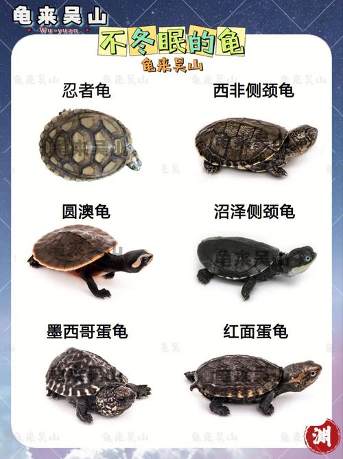 乌龟介绍(1)