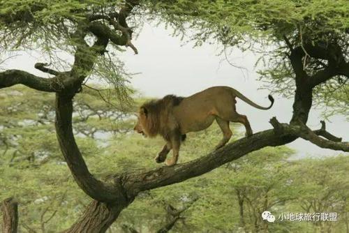 狮子会爬树吗(1)