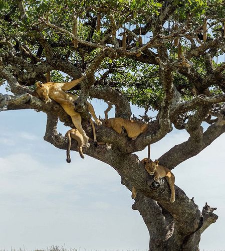 狮子会爬树吗(2)