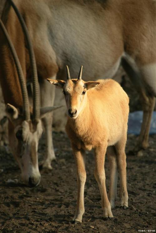 南江黄羊属于几级保护动物