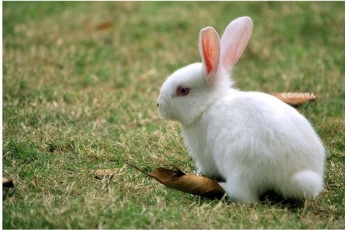 兔儿是什么意思(1)