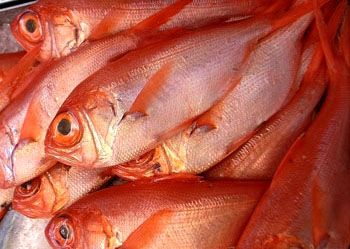 红色的海鱼是什么鱼(1)
