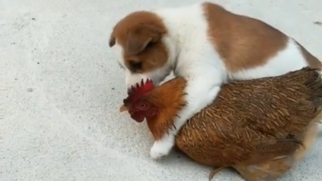 两只小鸡和一个狗代表什么