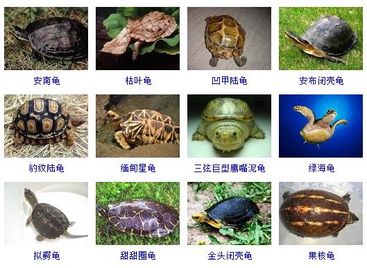 三大蛋龟分别是什么(1)