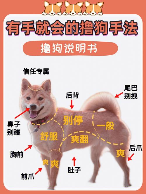 怎样训练成年犬(1)