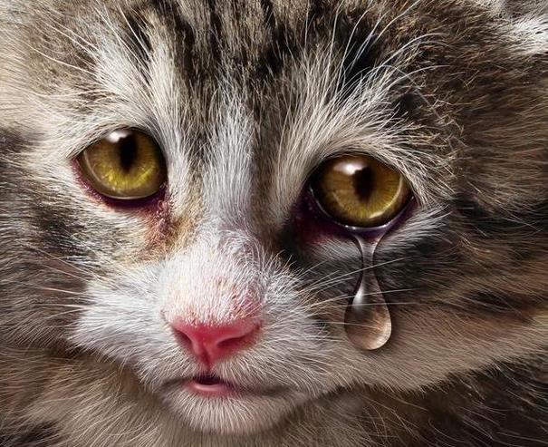 猫咪会哭吗(1)