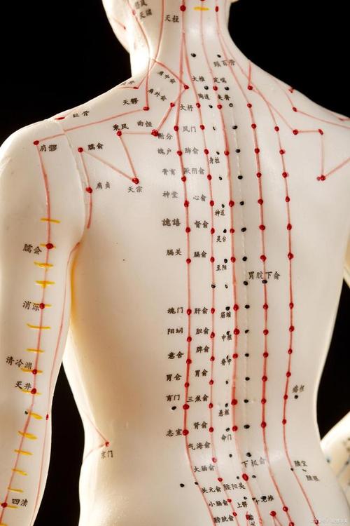 背部有多少条经脉分别是什么
