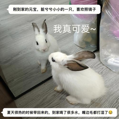 母兔撕毛多长时间下兔崽子(3)