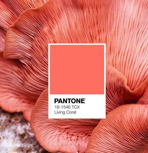 珊瑚粉是什么颜色