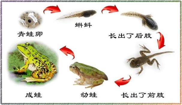 青蛙是卵生动物还是胎生动物(1)