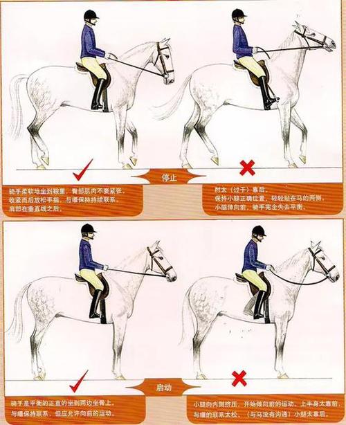 马术技巧关于骑马的技巧你了解多少(1)