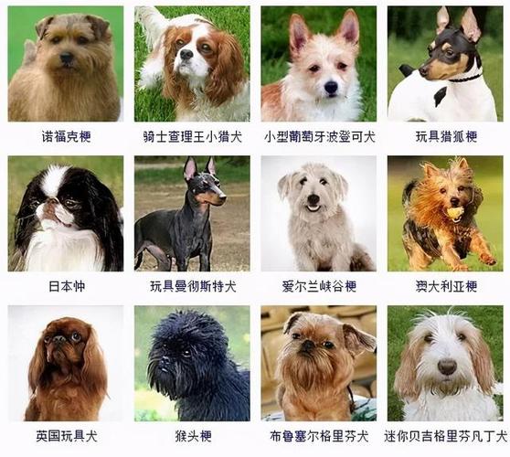 宠物狗多少个品种(1)