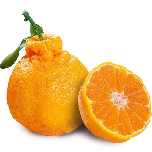 丑橘长什么样