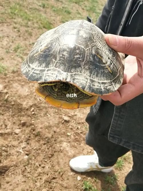 为什么放生乌龟