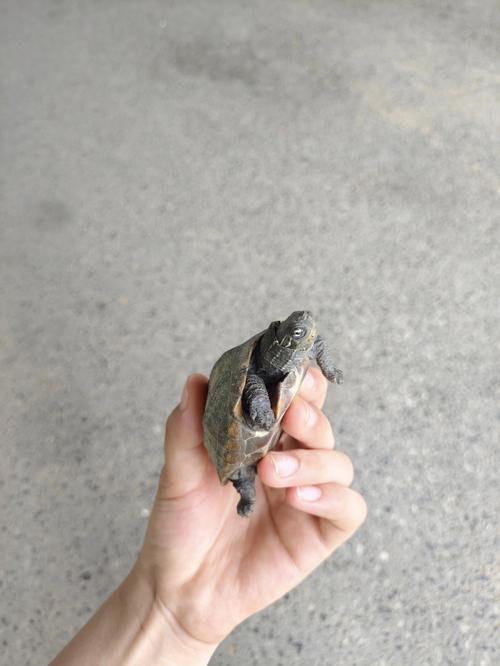 乌龟在本地街上买的可以放生吗