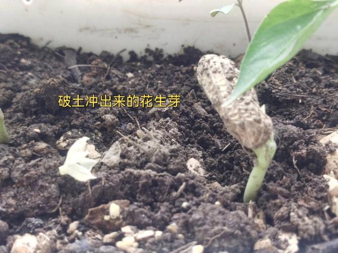 花生米发芽的七天的过程(1)