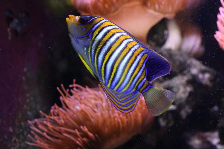 世界上最漂亮的12种观赏鱼(1)