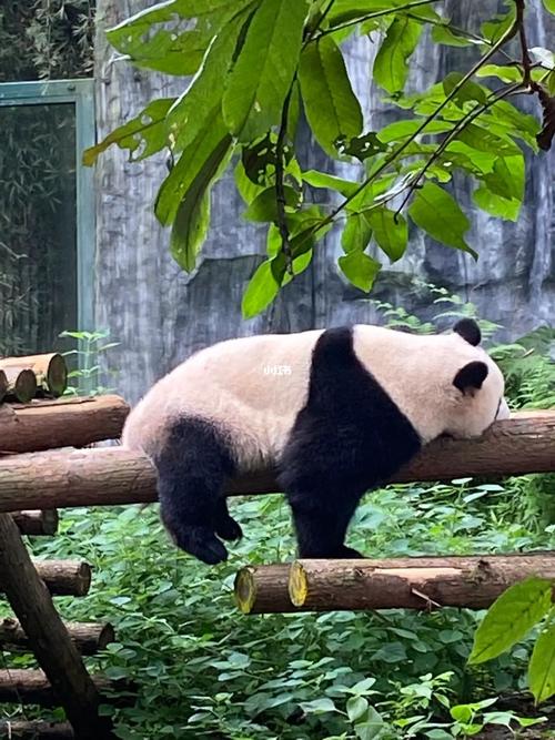 锦州动物园有熊猫吗(1)