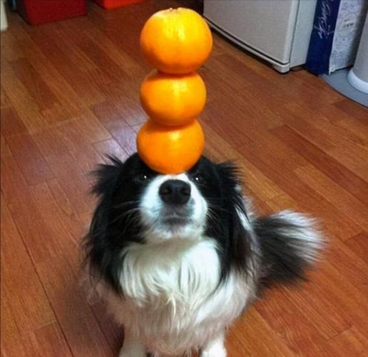 什么狗品种吃橘子